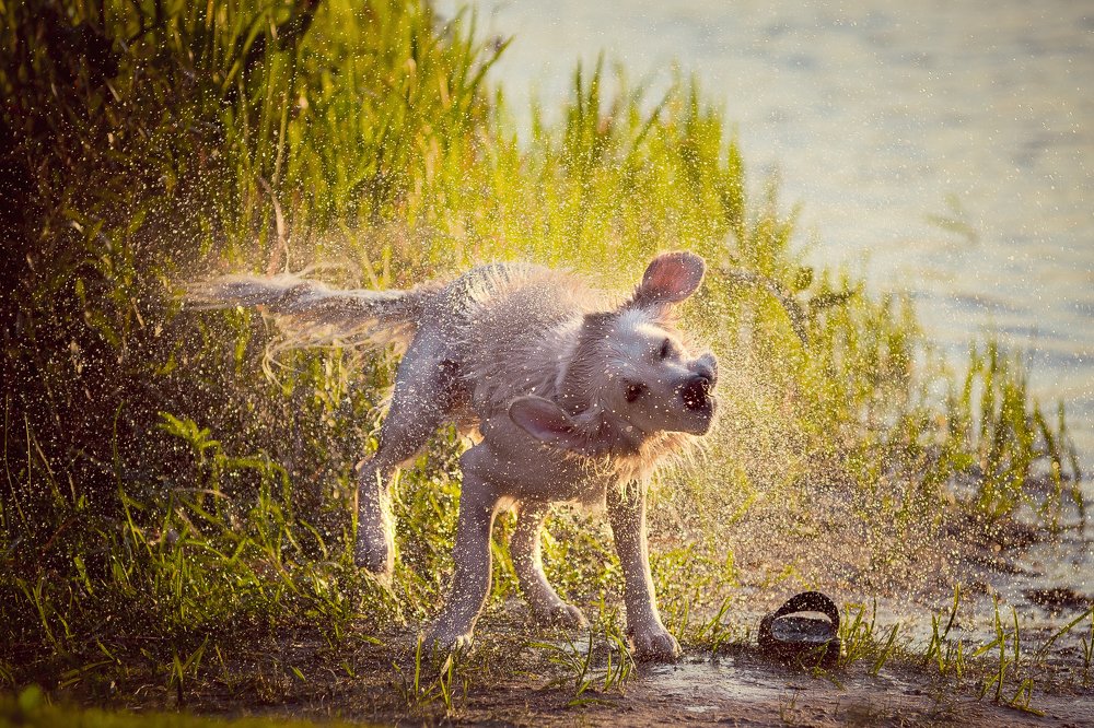 Фотография автора Андрей Сосновский