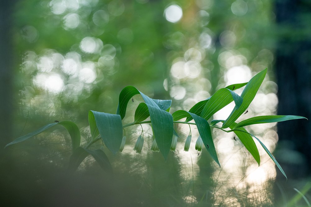 Природная геометрия