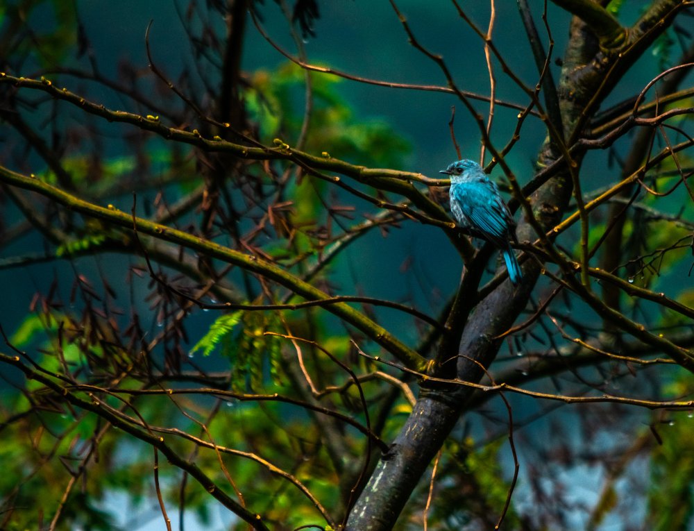 Photograph by Abhishek Manna