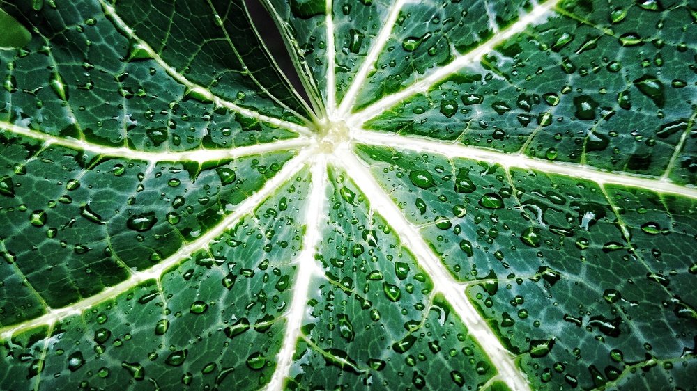 Photograph by Susobhan Biswas