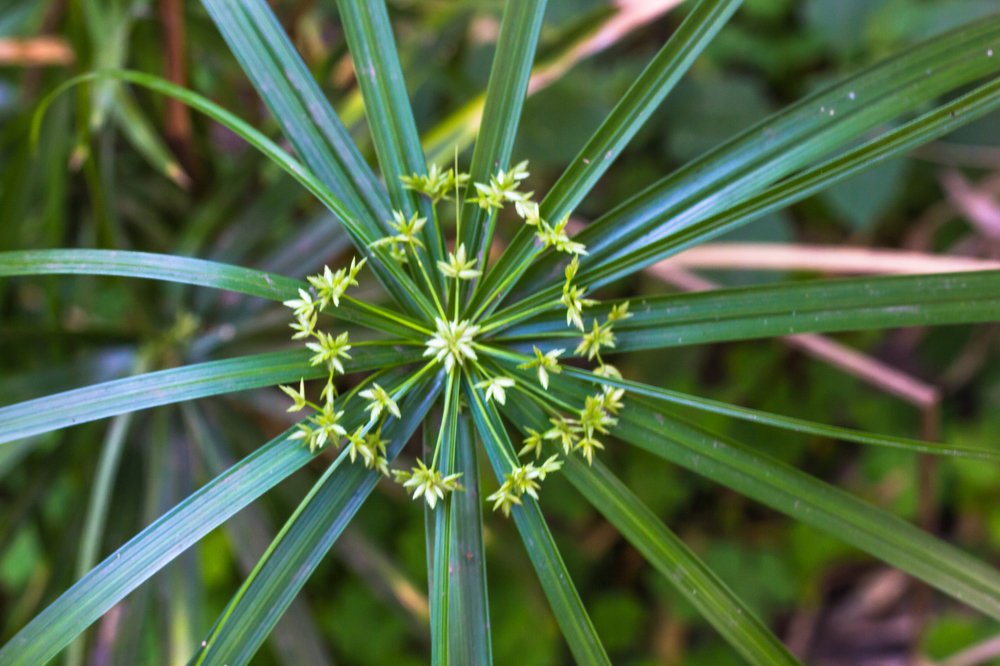 Photograph by Susobhan Biswas
