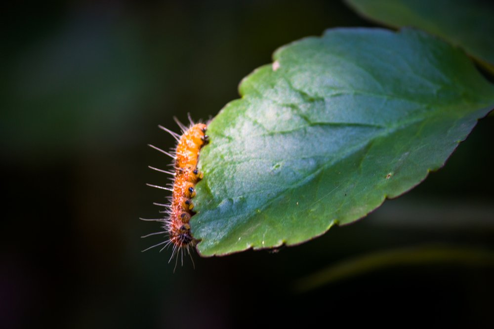 Photograph by Susobhan Biswas