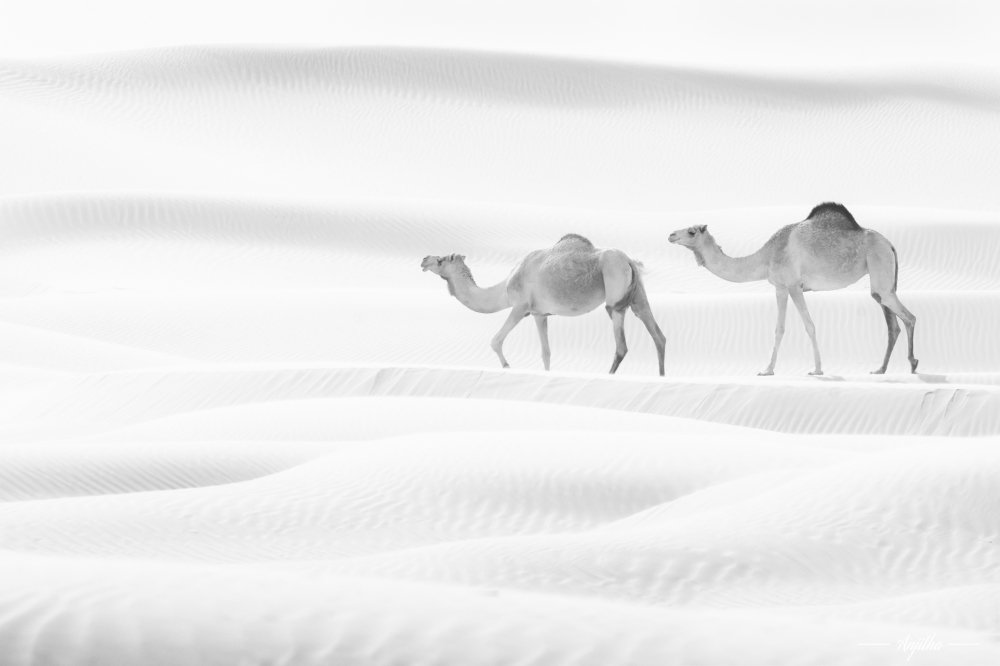 Camels in Liwa Desert -UAE