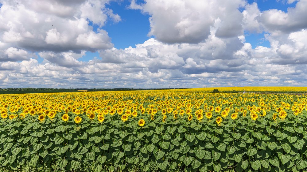Подсолнечное море.