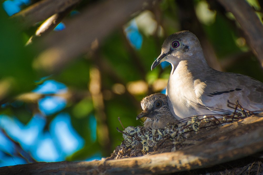 Photograph by Massimo Chiozzi