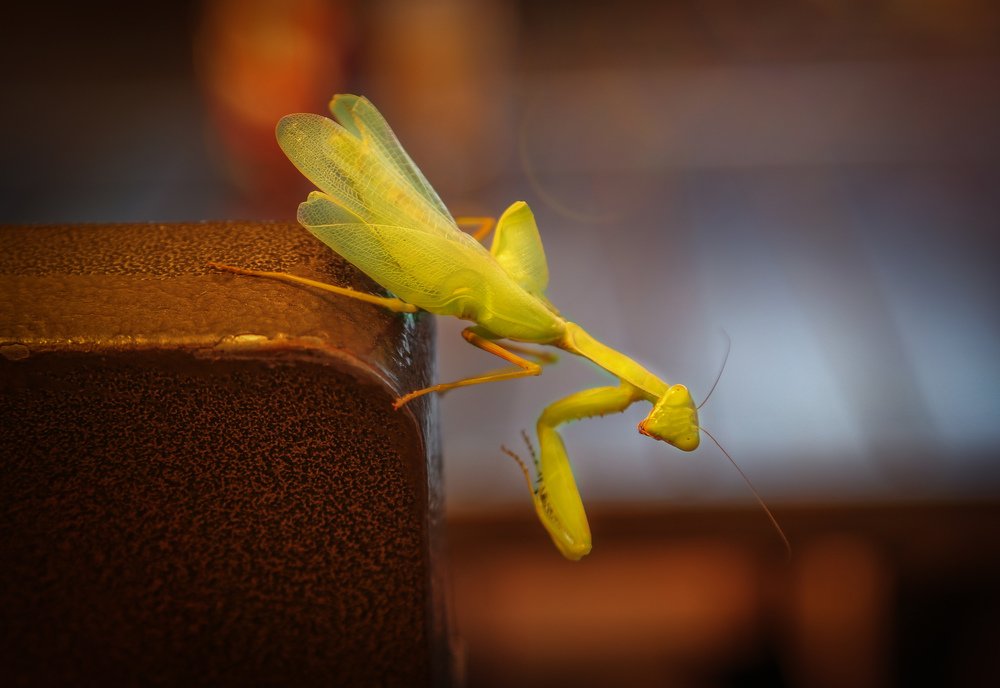 Photograph by Мария Самохина