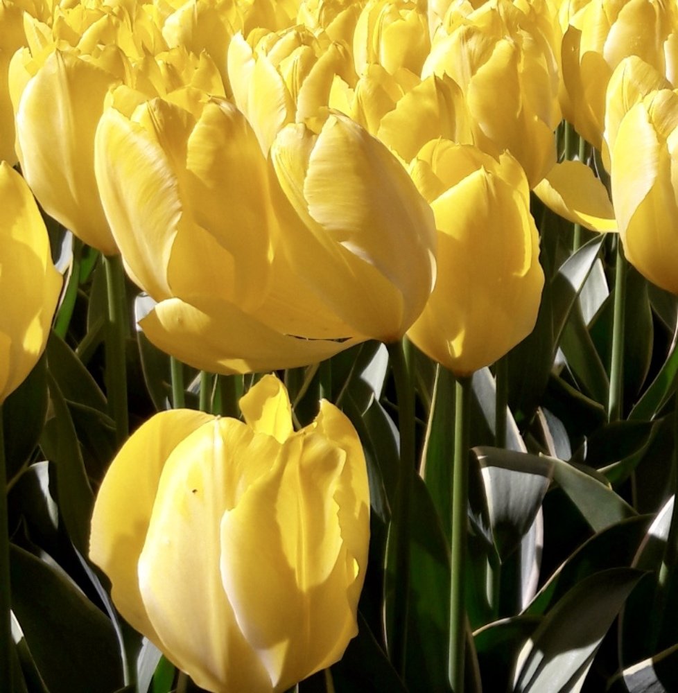 Yellow tulips
