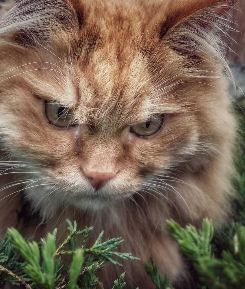 кот на охоте!!!