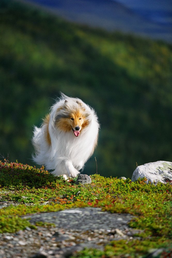 Photograph by Оксана Сироштан