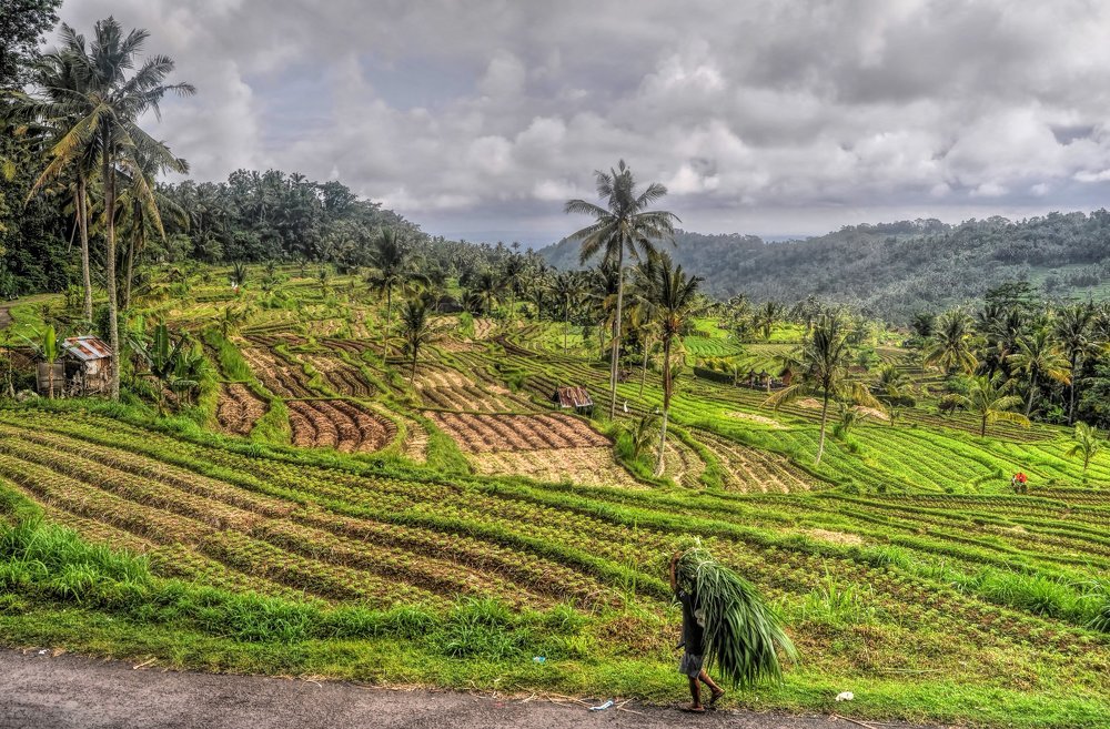 Balinese fields