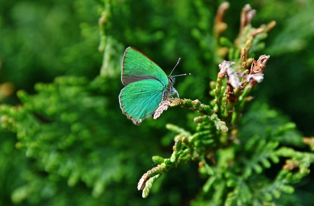 Callophrys rubi