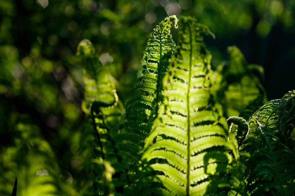 Photograph by Мария Щедрина