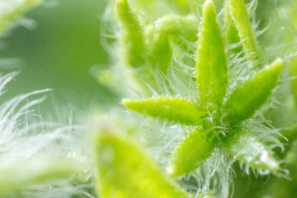 Photograph by Мария Самохина