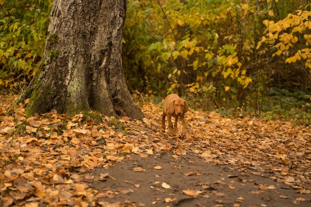 Фотография автора Марина Верина