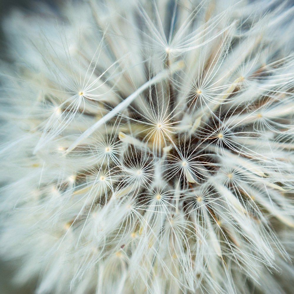 Diente de león