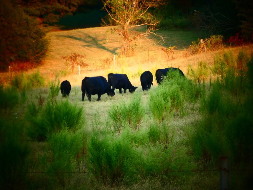 Деревенский пейзаж .