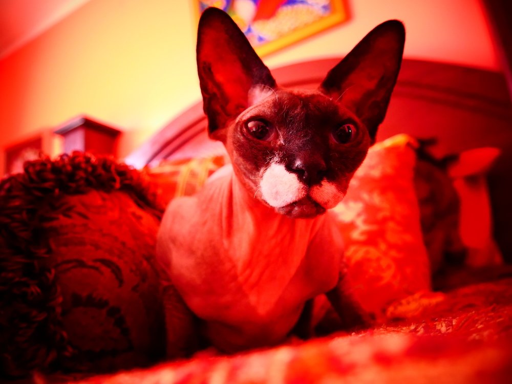 Канадец Люсьен.