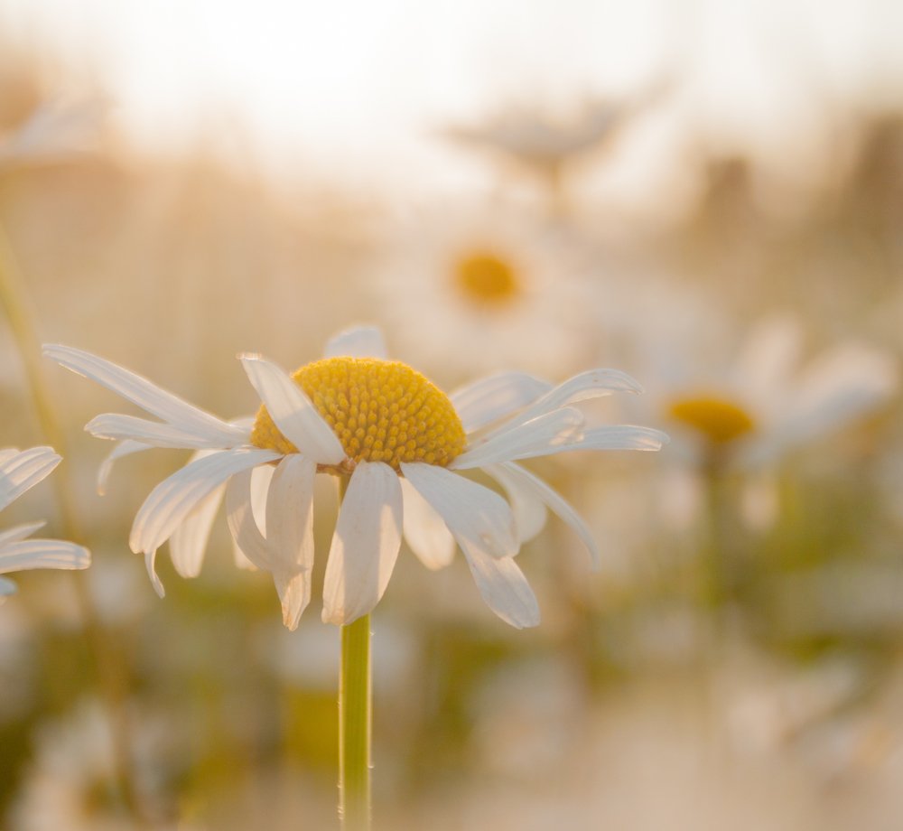 А ромашки...