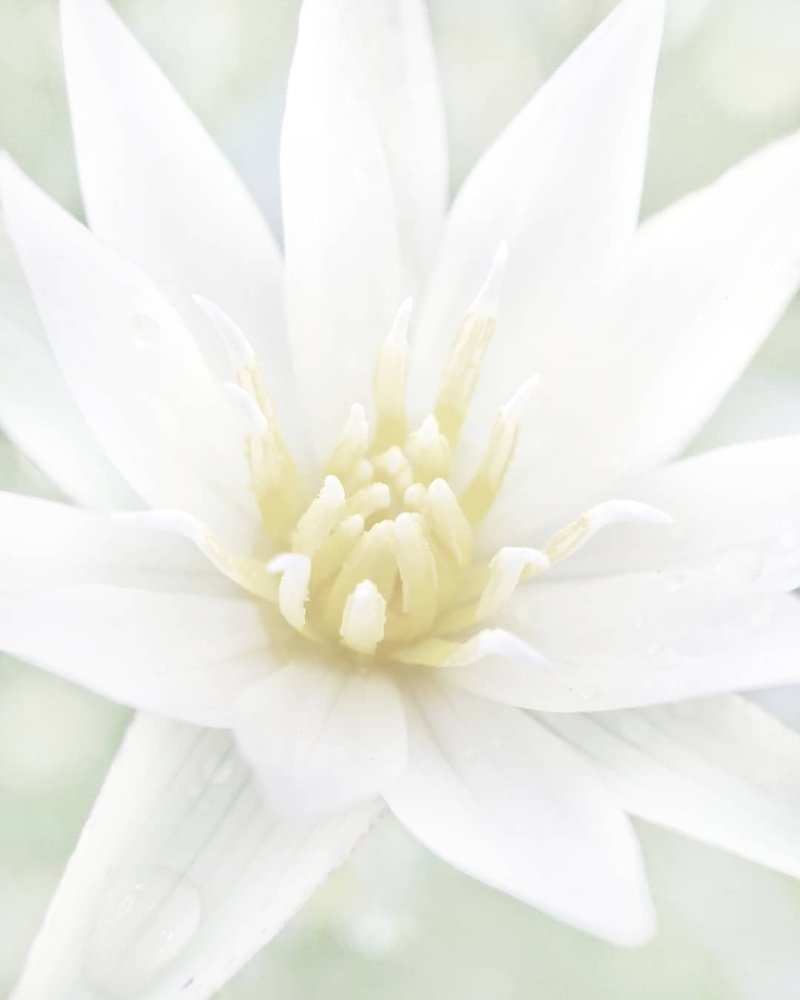 Photograph by  Honest