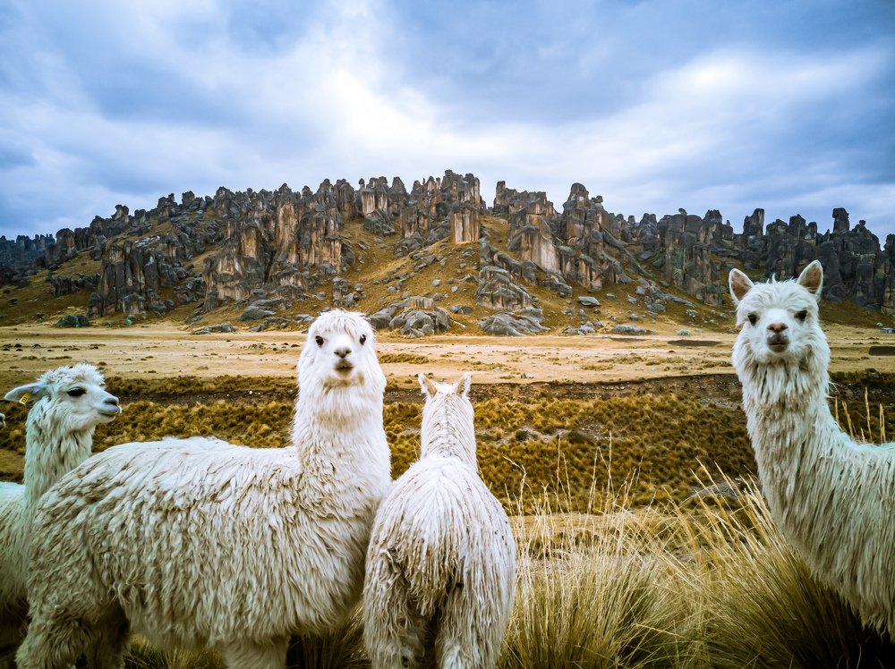 Photograph by Jonatan Tapia Flores