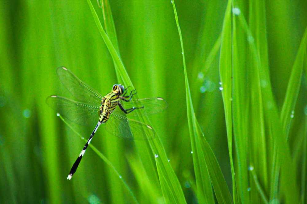 Dragon Fly