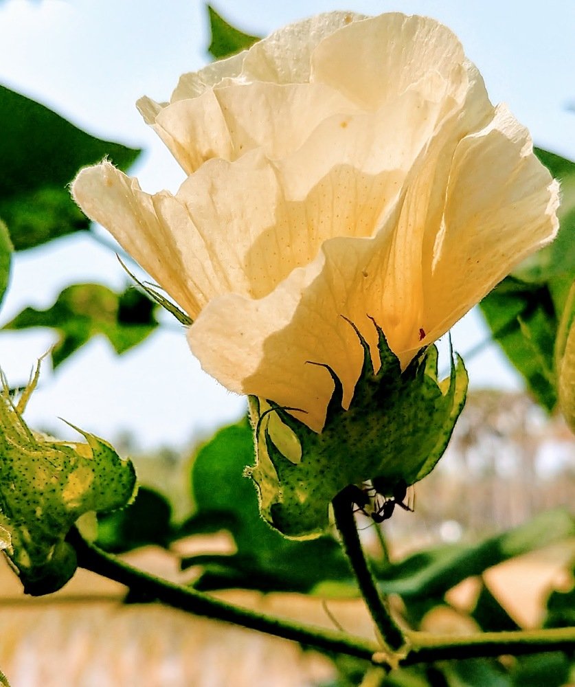 Farming flower