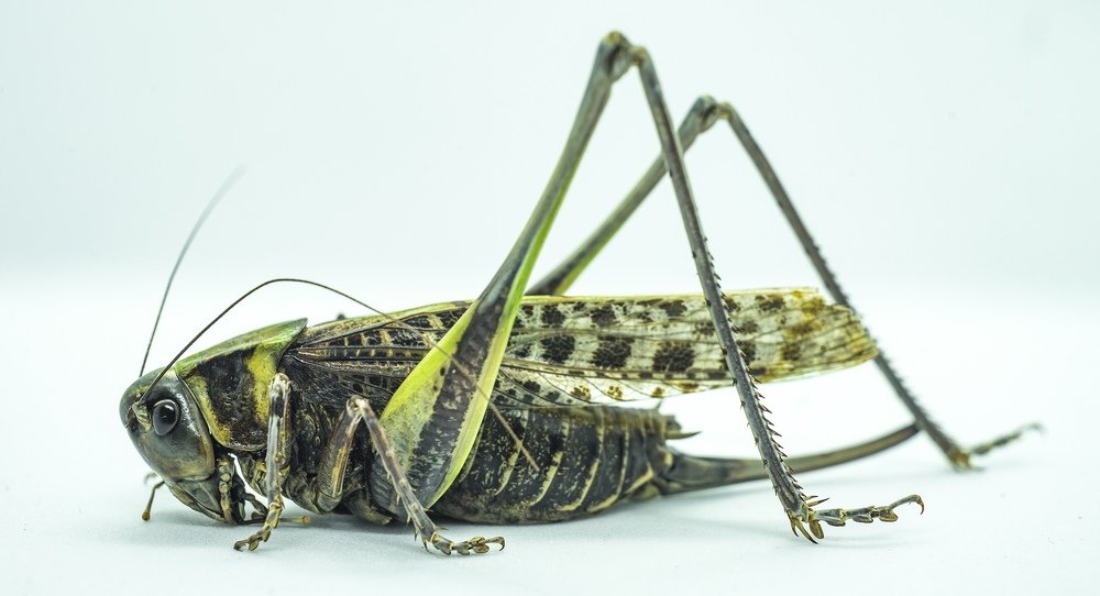 Фотография автора Александр Кременицкий