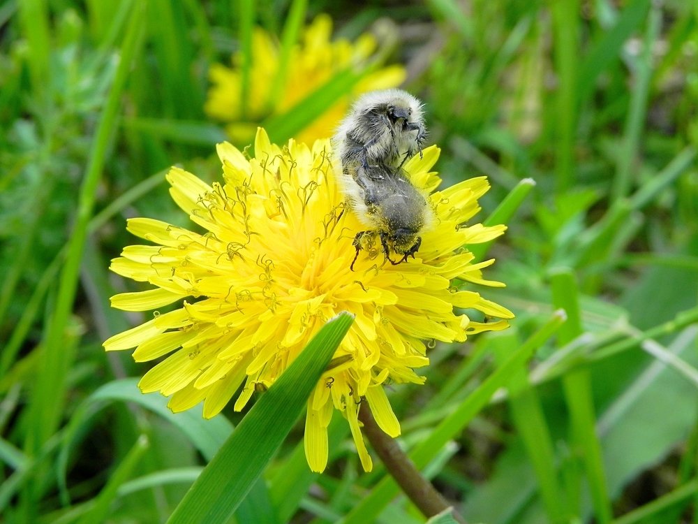Фотография автора Юлия Капустинская