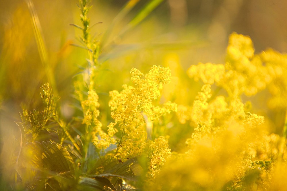 Фотография автора Юлия Капустинская