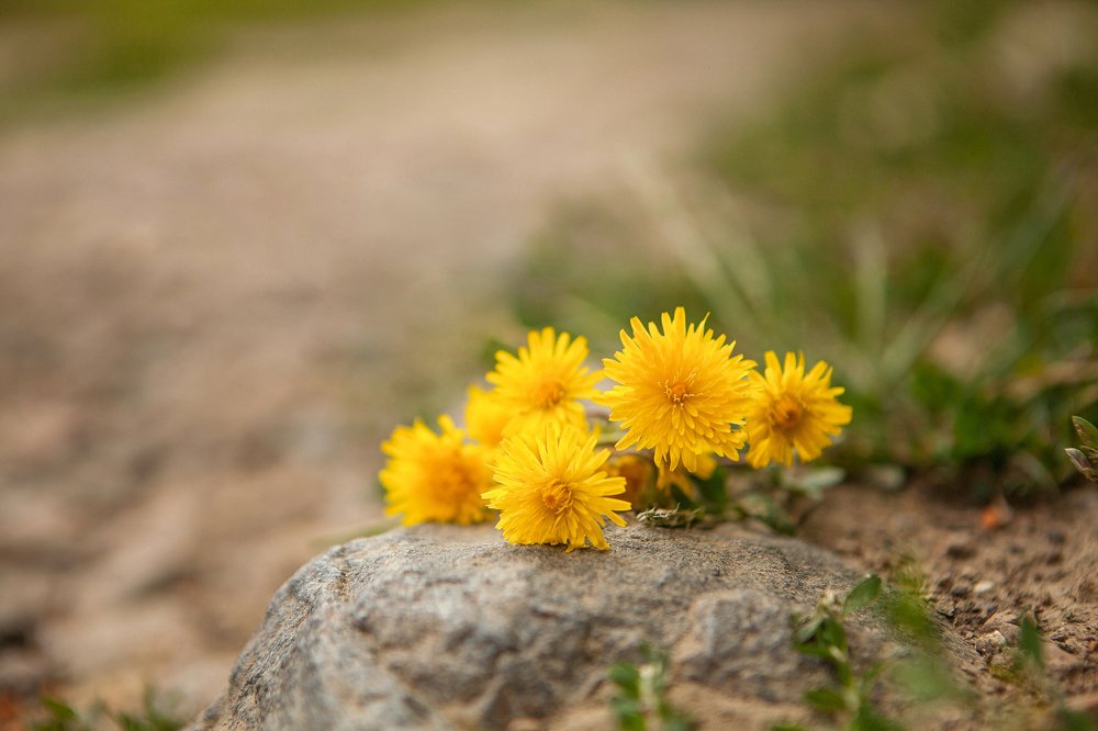 Фотография автора Юлия Капустинская