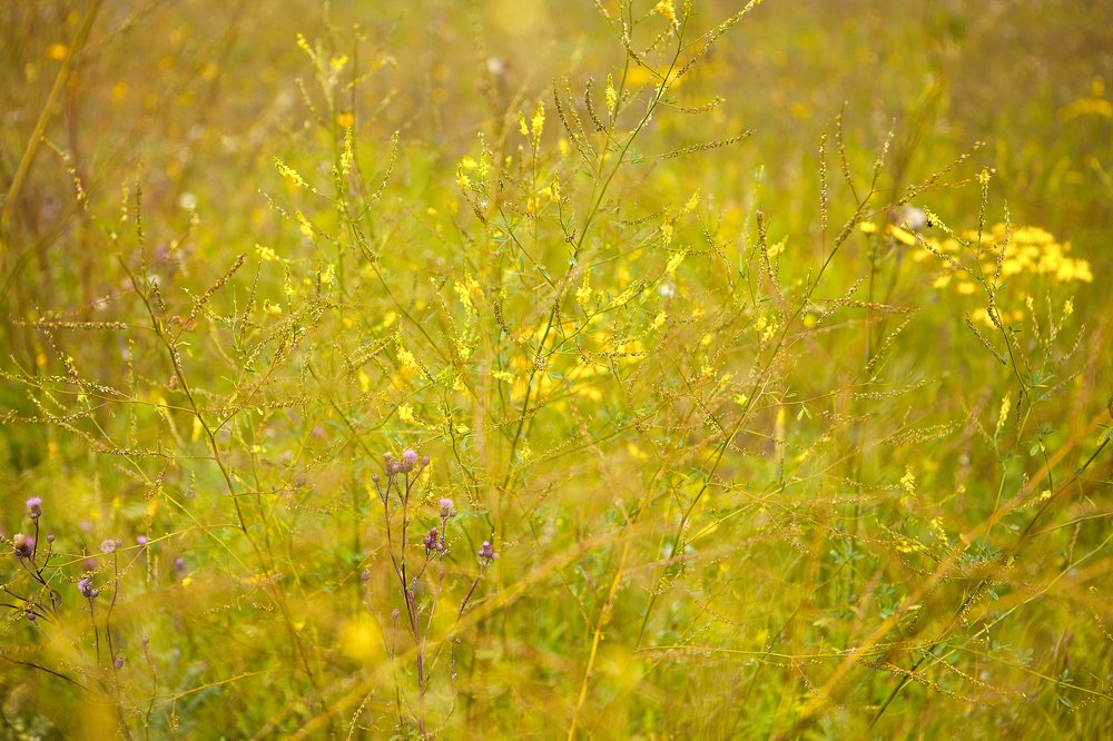 Фотография автора Юлия Капустинская