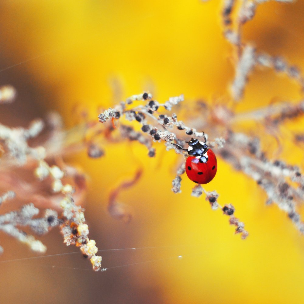 Ladybug