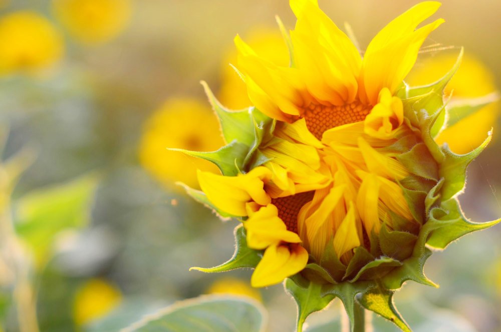 Photograph by Марина / MaxDiMara