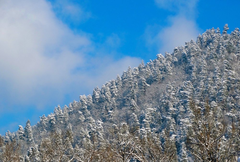Хвойные леса Боржомского ущелья