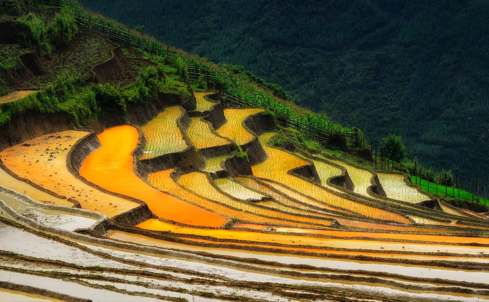Color of new rice crop