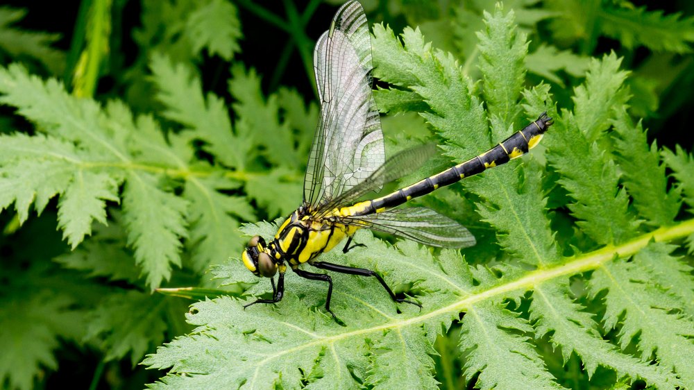 Стрекоза Дедка.