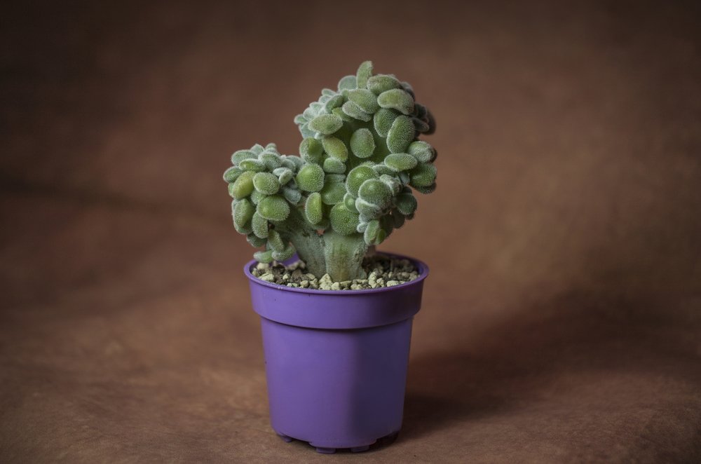 Photograph by Liya Volk