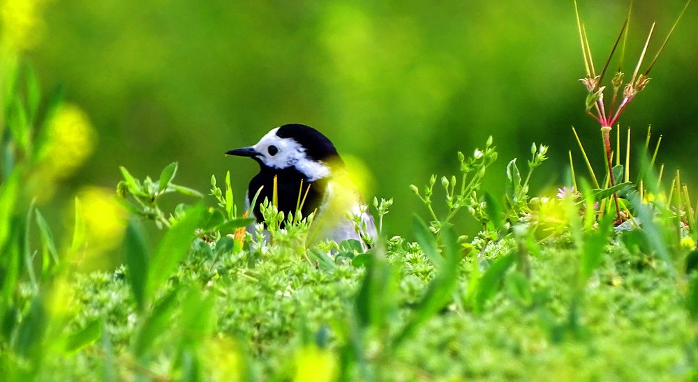 Photograph by Alex Kalpus