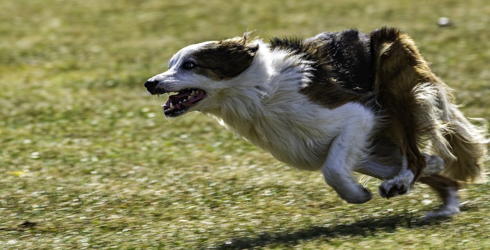 BORDER COLLIE LENKA AT WORK 2.
