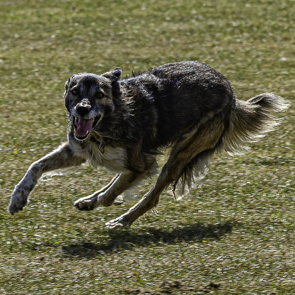 BORDER COLLIE TALA. POSING.