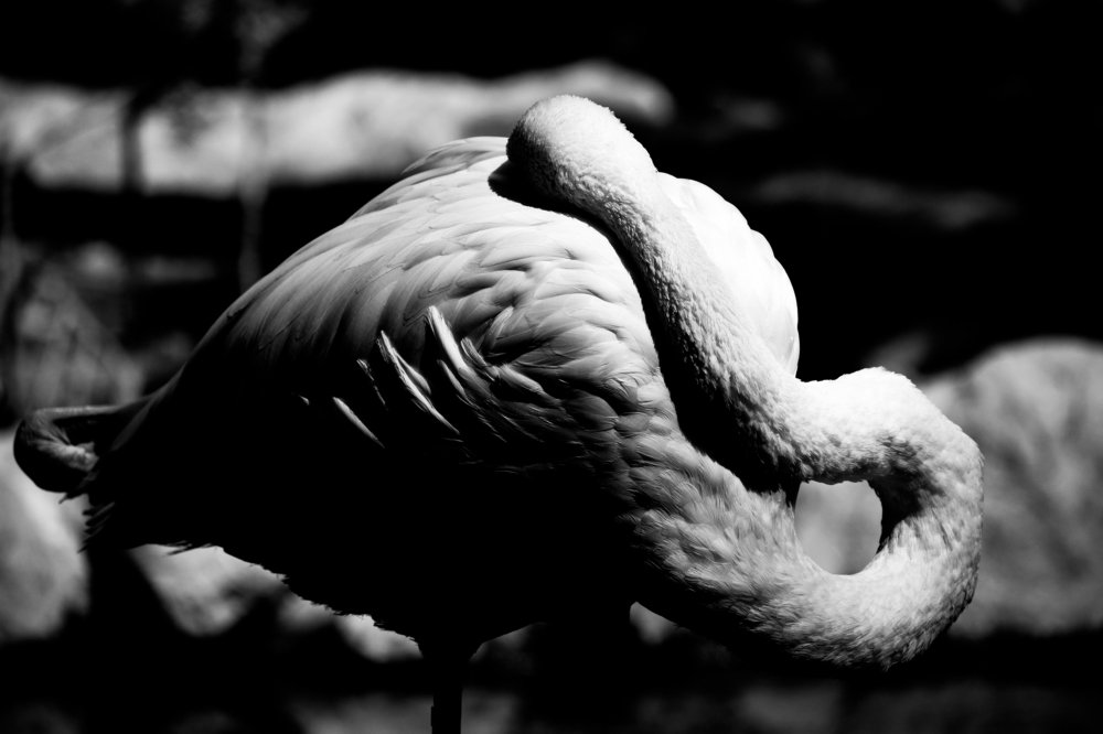 Shadow and light playing on flamingo_3