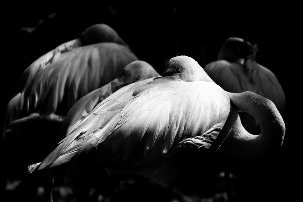 Shadow and light playing on flamingo_2