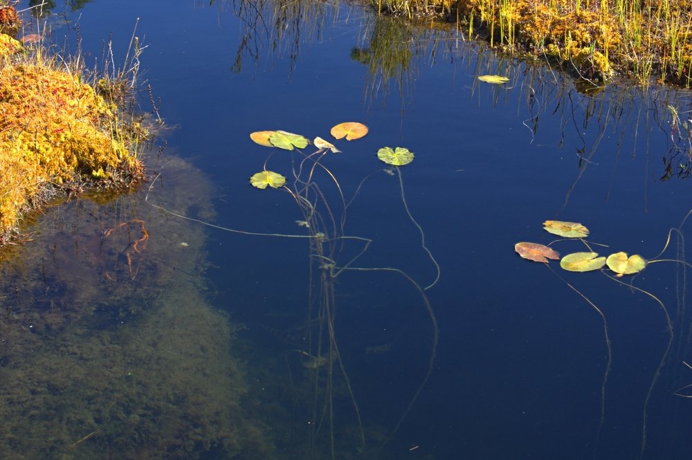 Photograph by Галина Мазур