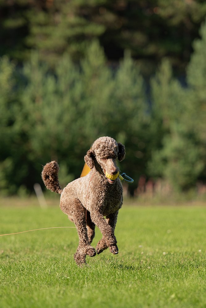 Photograph by Irina Kovaleva