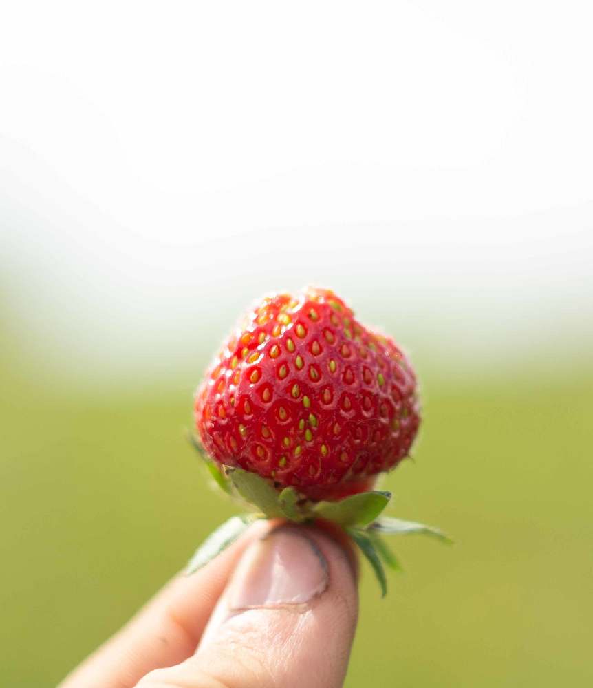 Strawberry