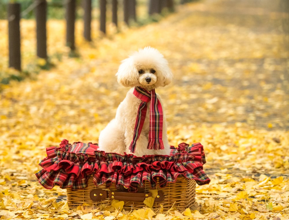 Фотография автора Maurice Leung