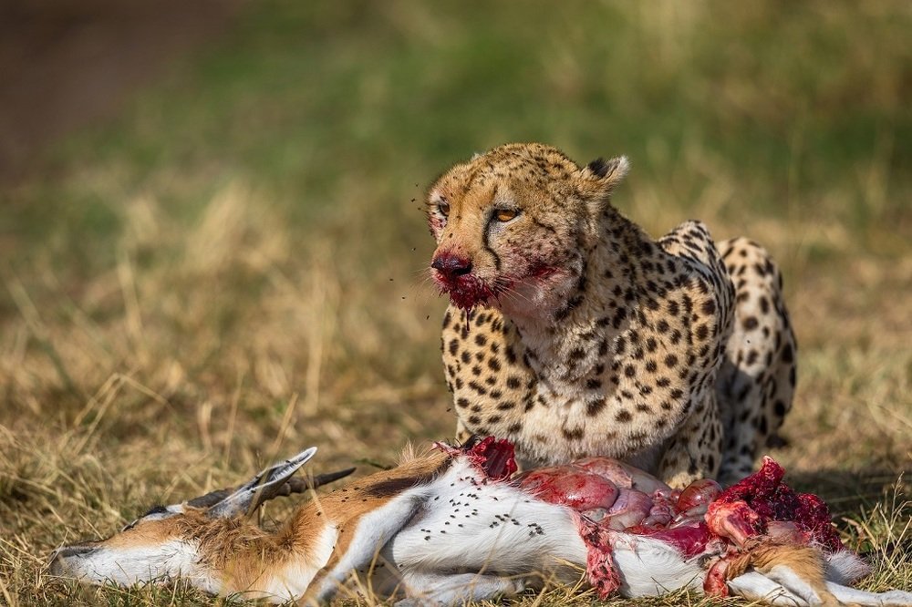 Cheetah Kill
