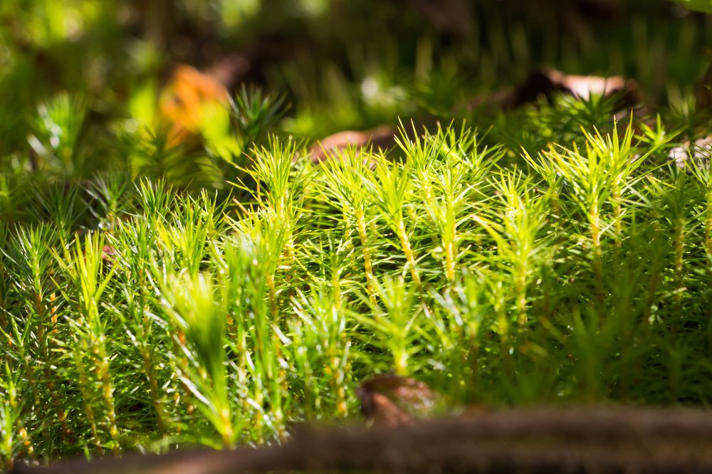 Photograph by Шиповалов Роман