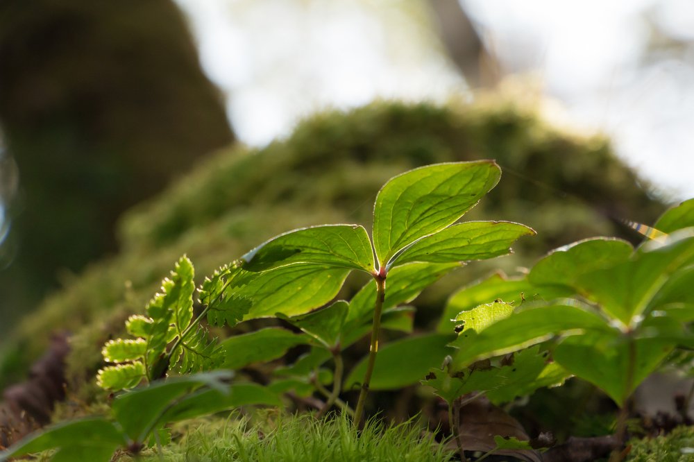 Photograph by Шиповалов Роман