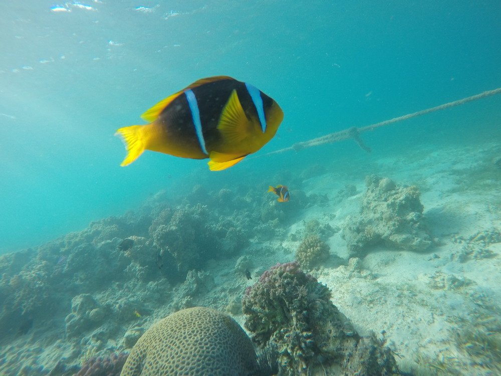 Photograph by OMAR Mourtagy Helal